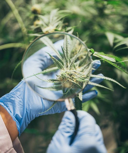 cbd-hemp-oil-hand-holding-bottle-of-cannabis-oil-against-marijuana-plant-1.jpg